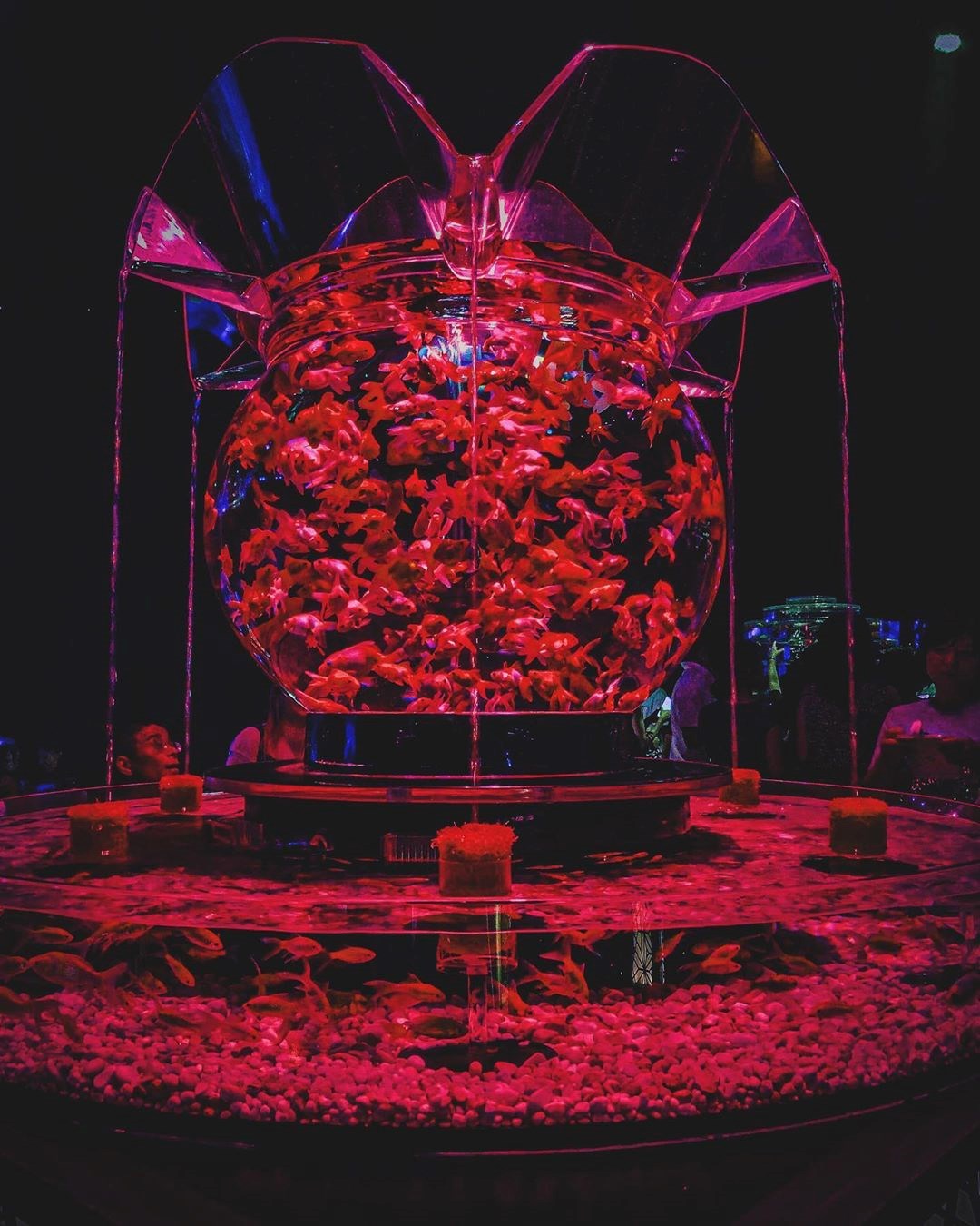 日本 期間限定以後看不到 全世界最美的魚缸在這裡 超過１萬隻金魚超壯觀 還有金魚燈光秀夏日最盛大的藝術饗宴