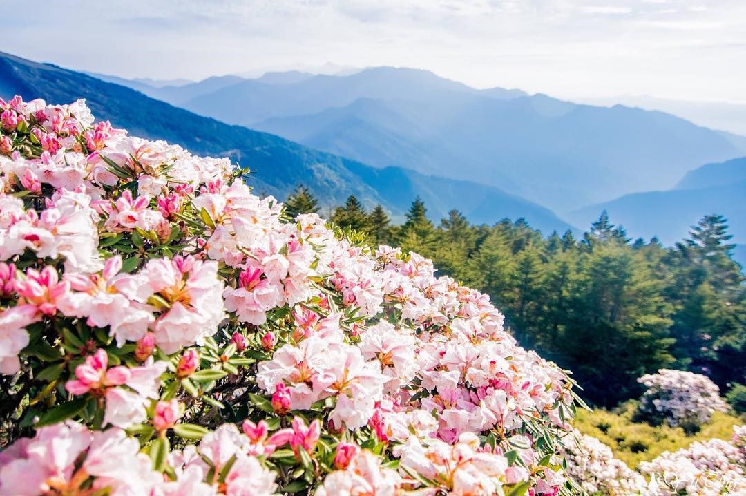 南投 初夏期間限定最綺麗花海 高山粉嫩杜鵑絕美提前盛開中 登上 全台最簡單的百岳 賞花趣 好想去喔