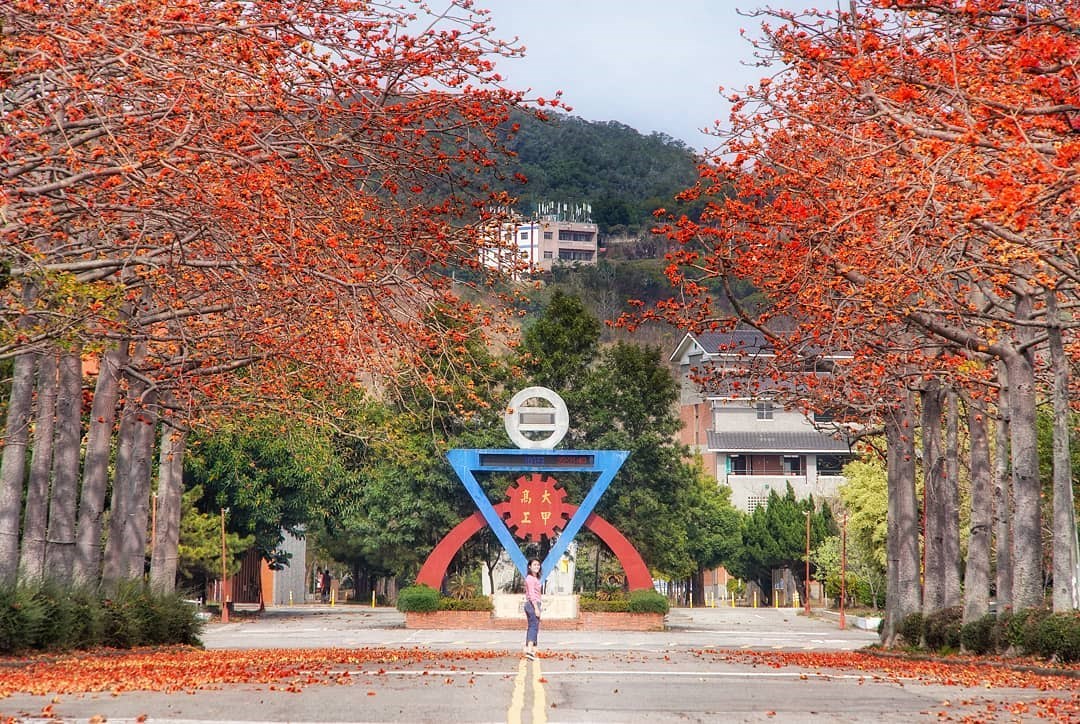 全台 藍天下的豔紅步道全台絕美 ５大木棉花道 漫步橘紅花路 感受季節的浪漫時刻 好想去喔